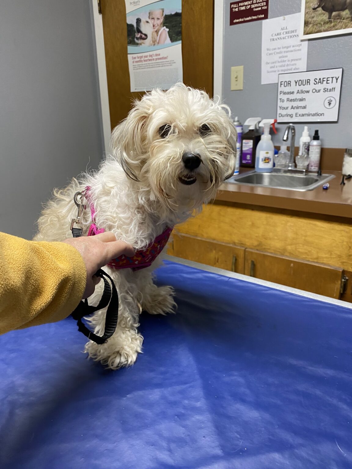 Beautiful view of Lucky Cargo Dog Grooming Groomer