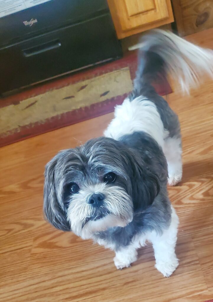 Ruff House Pet Boutique – DogRb