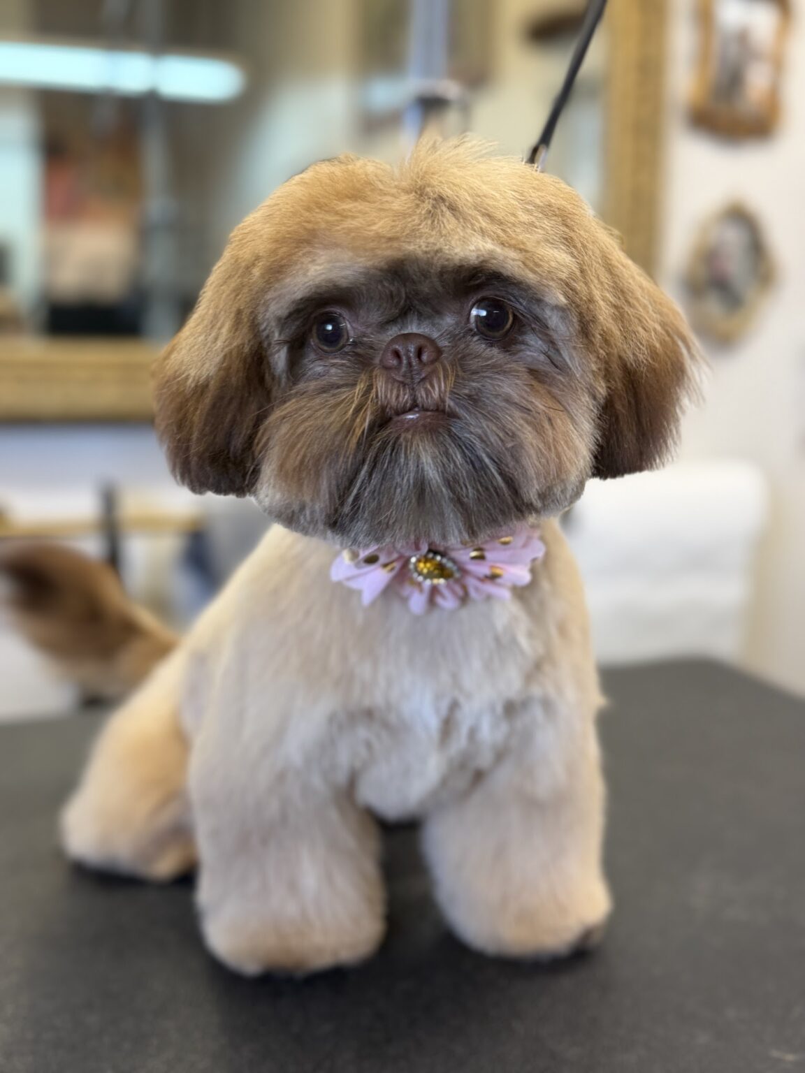 Lucky Dog Grooming – DogRb