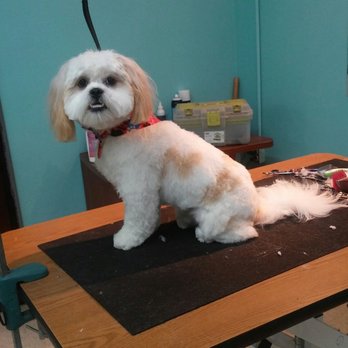 Pamper My Pet Grooming Salon photo 5