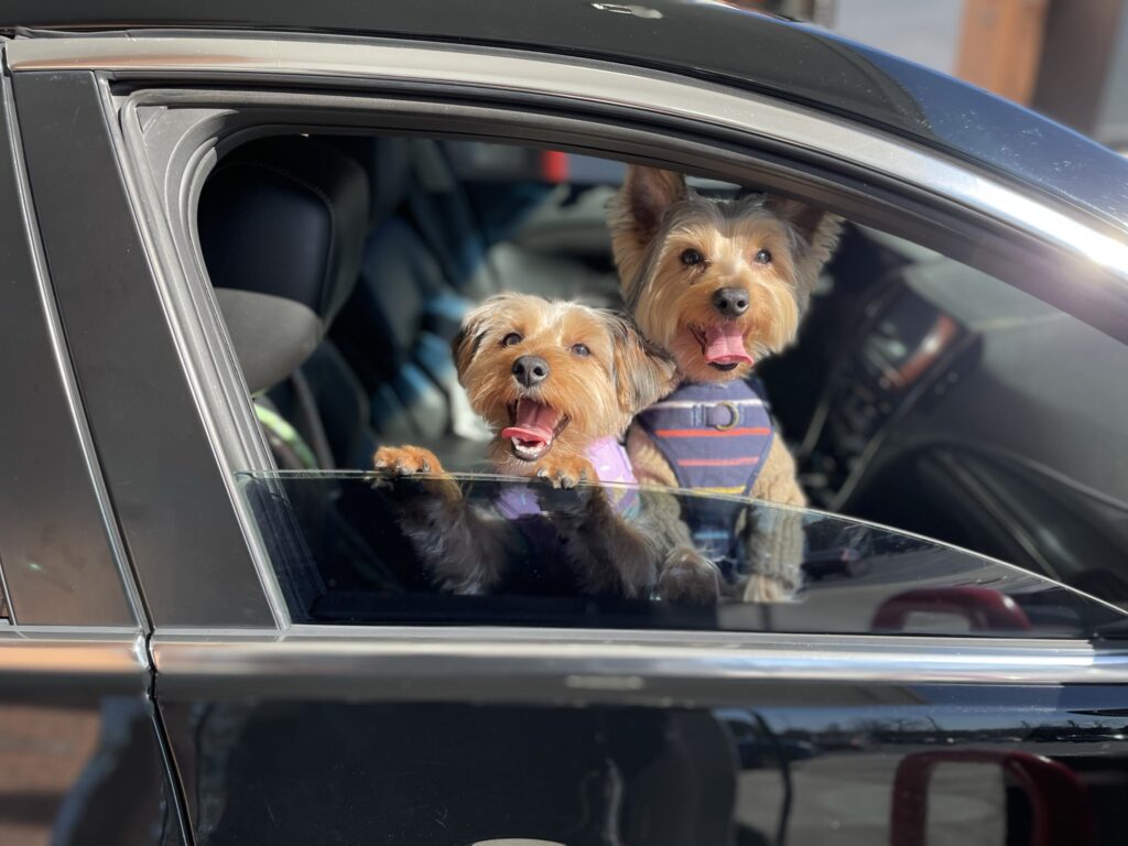 Pamper My Pet Grooming Salon - Pet Services in Atlanta