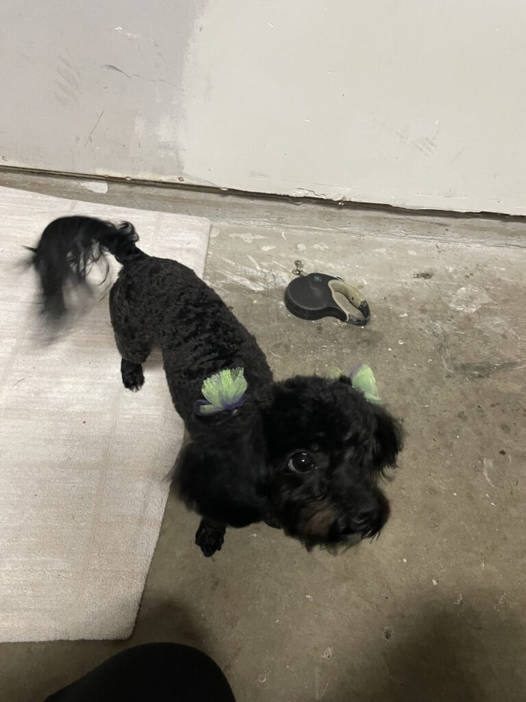 Pamper My Pet Grooming Salon photo 2