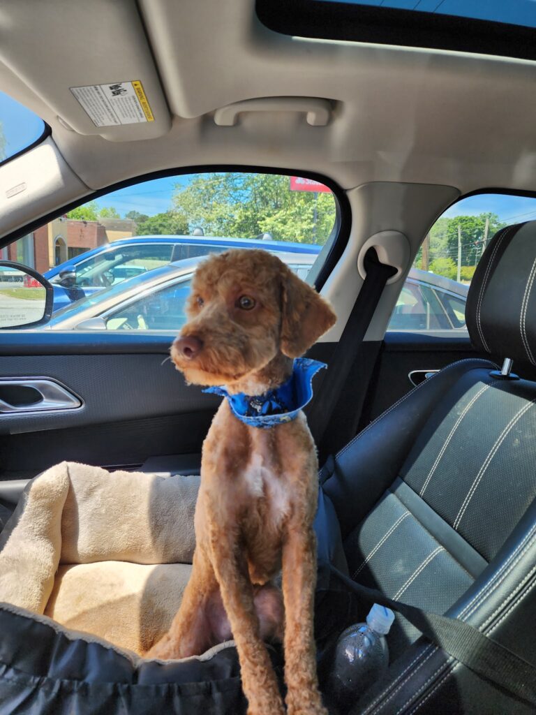 Pamper My Pet Grooming Salon photo 3